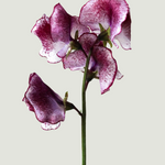Lathyrus odoratus 'Spencer Wiltshire Ripple'-Angelo