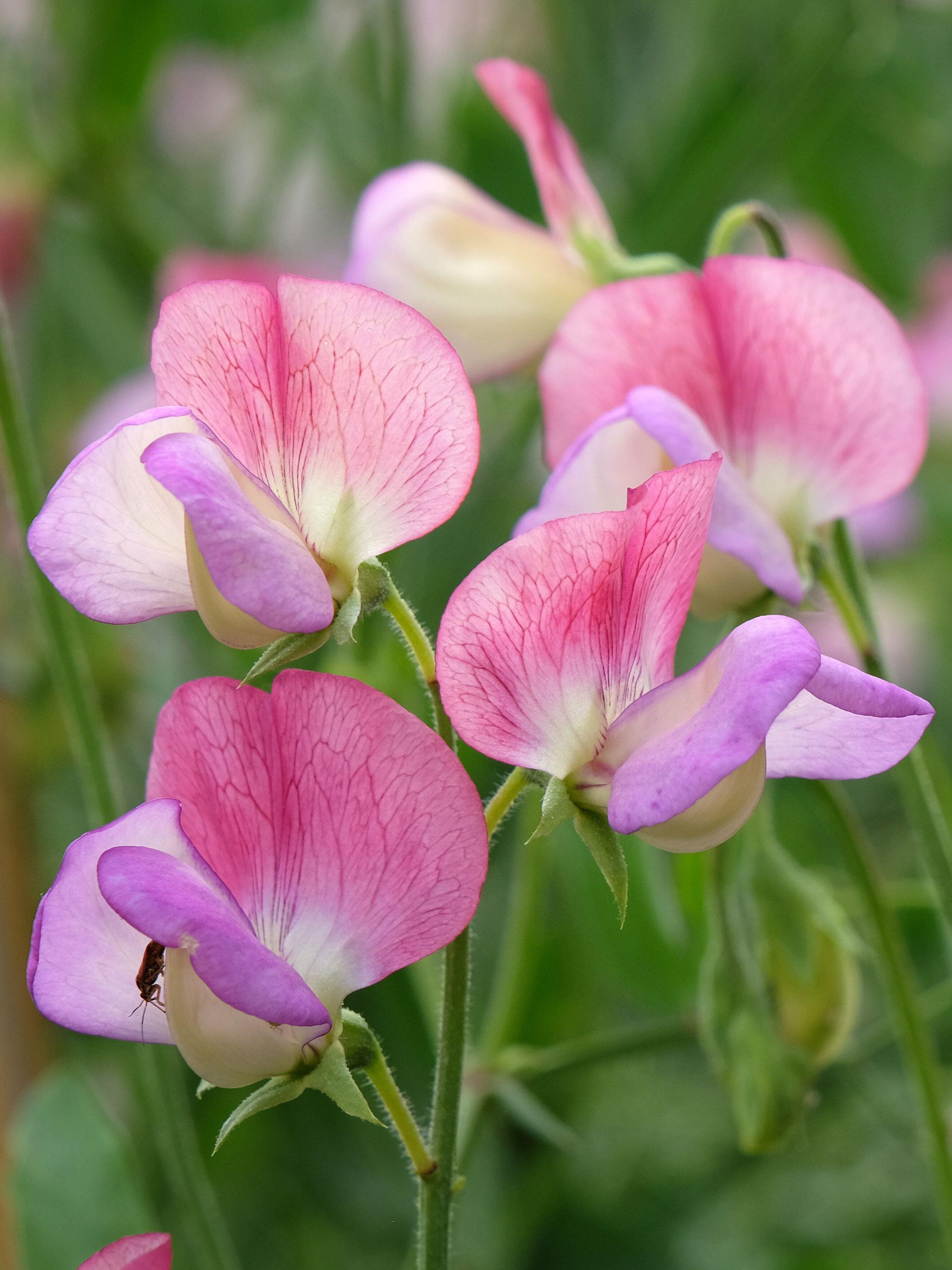 Lathyrus odoratus 'Spanish Dancer'-Angelo