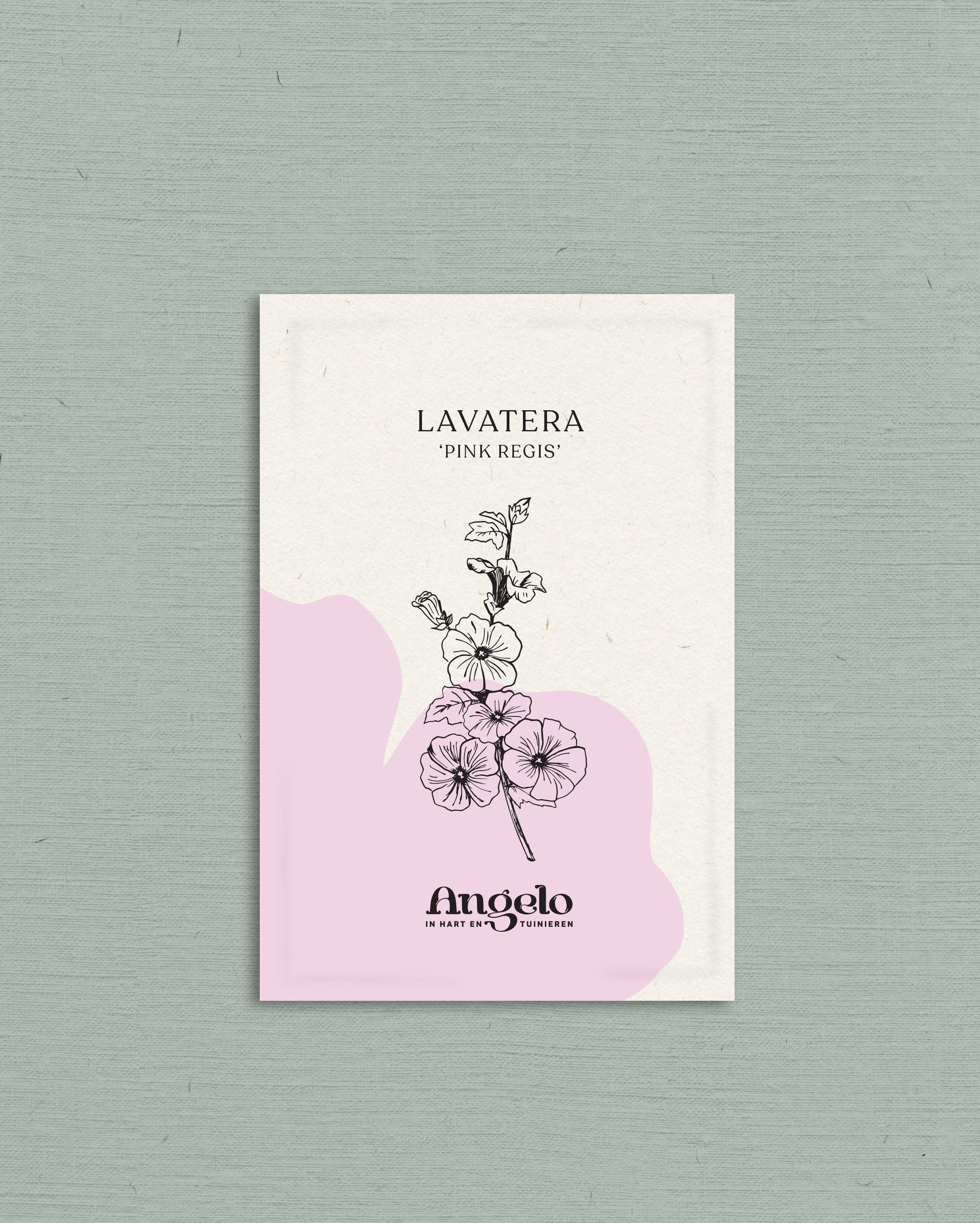 Lavatera trimestris &