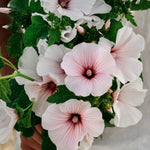 Lavatera trimestris 'pink regis'-Angelo