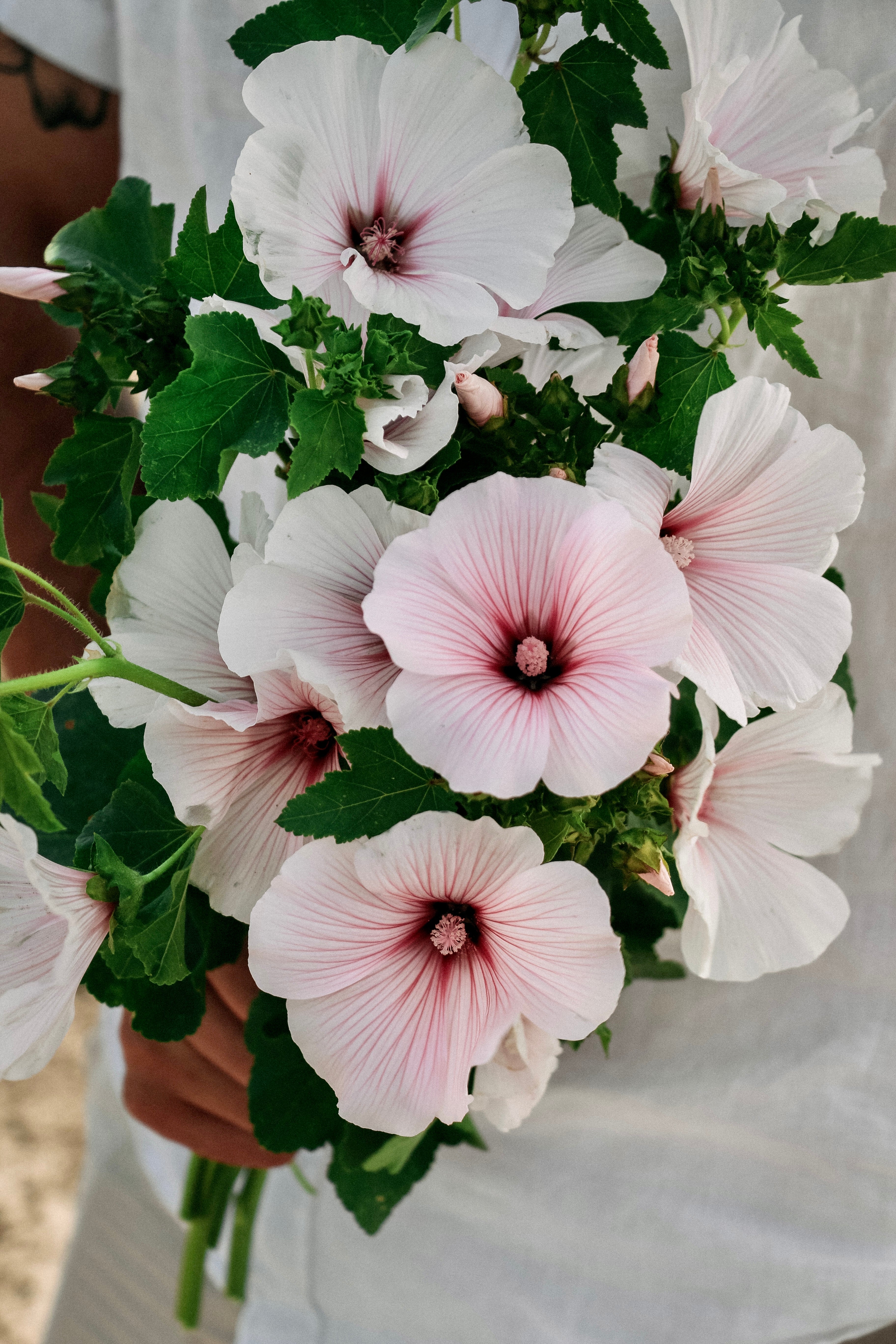 Lavatera trimestris &