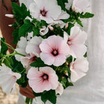 Lavatera trimestris 'pink regis'-Angelo