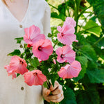 Lavatera trimestris 'Loveliness'-Angelo