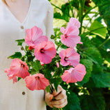Lavatera trimestris 'Loveliness'-Angelo