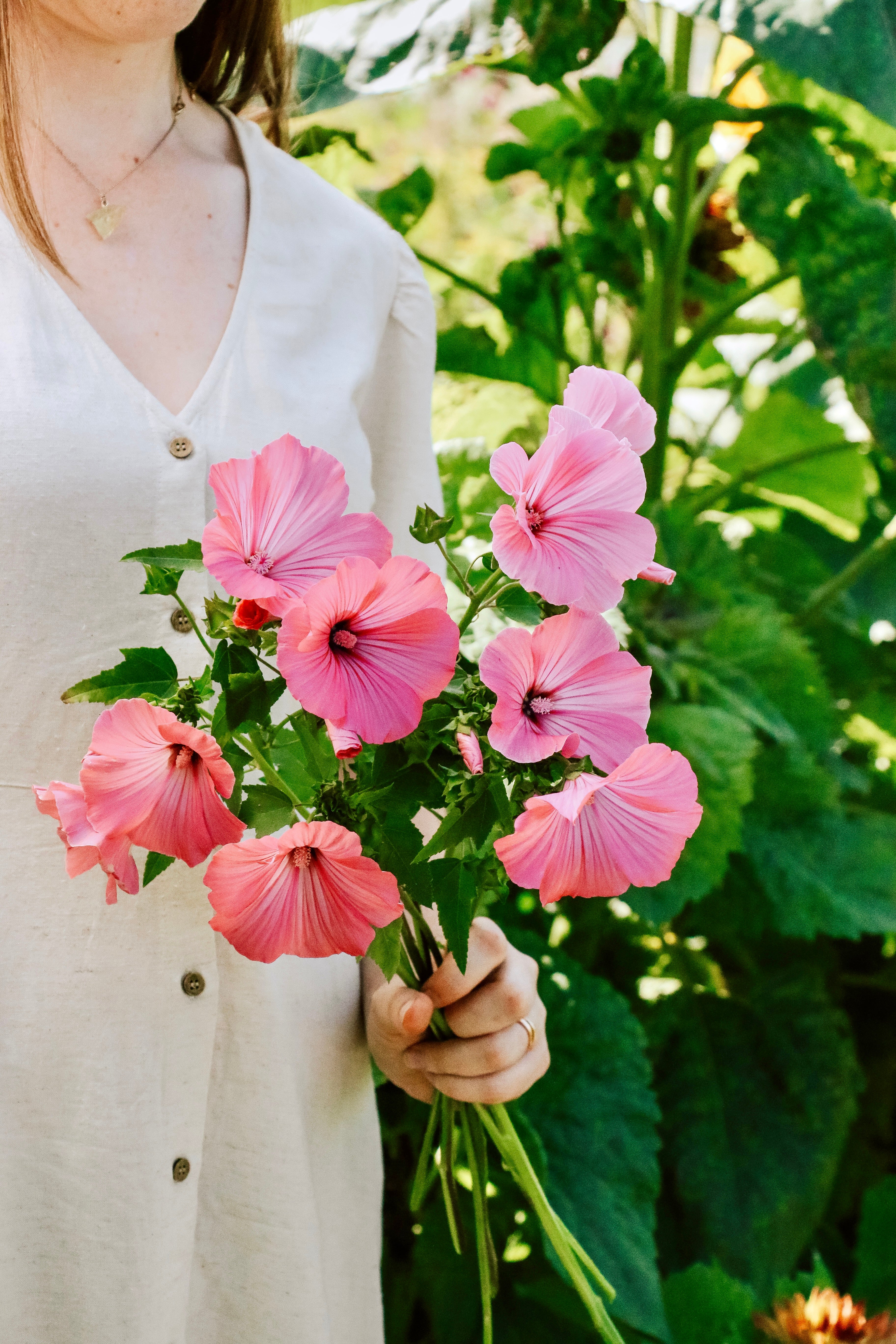 Lavatera trimestris 'Loveliness'-Angelo