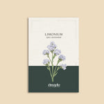 Limonium sinatum 'qis lavender'-Angelo