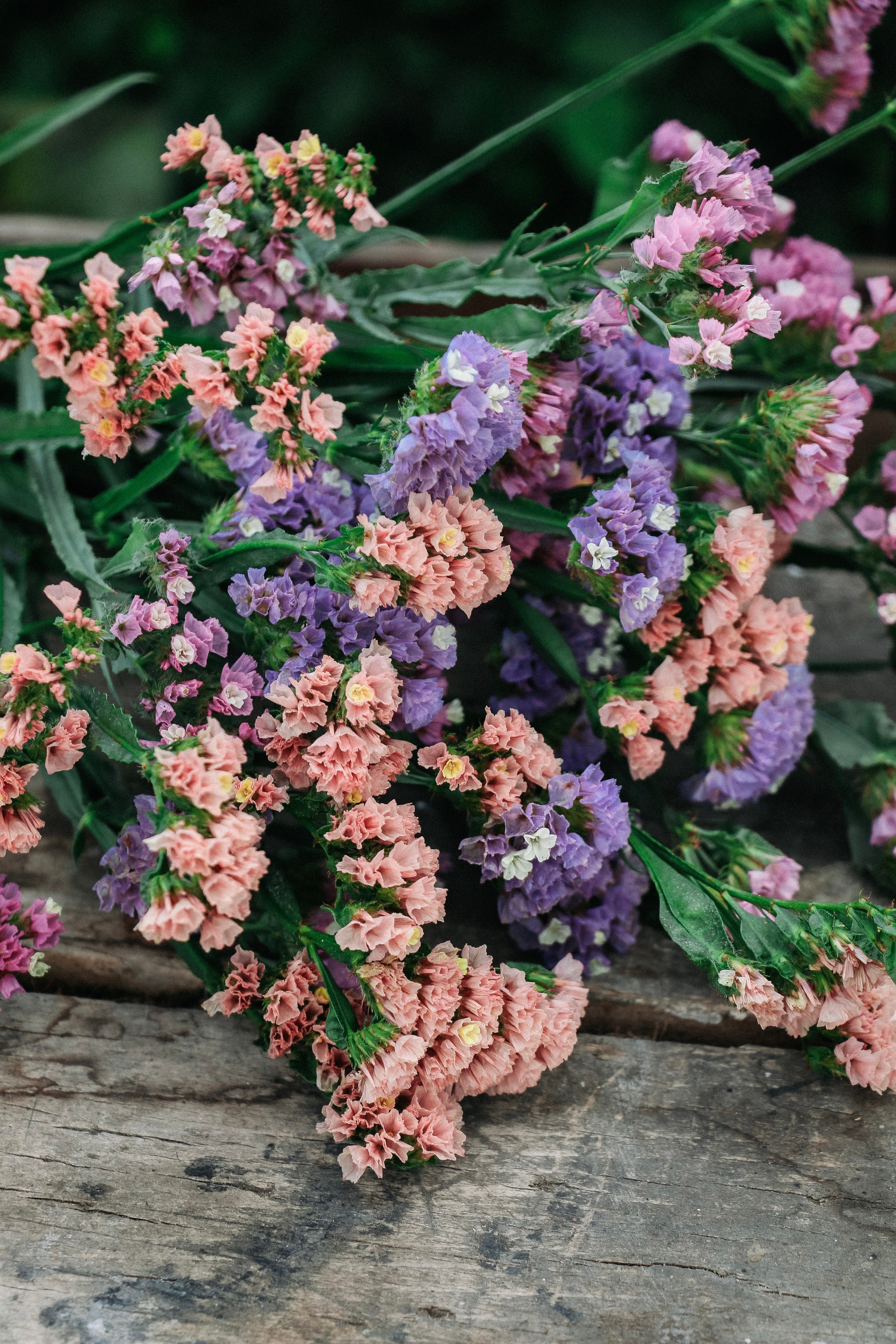 Limonium sinuatum &