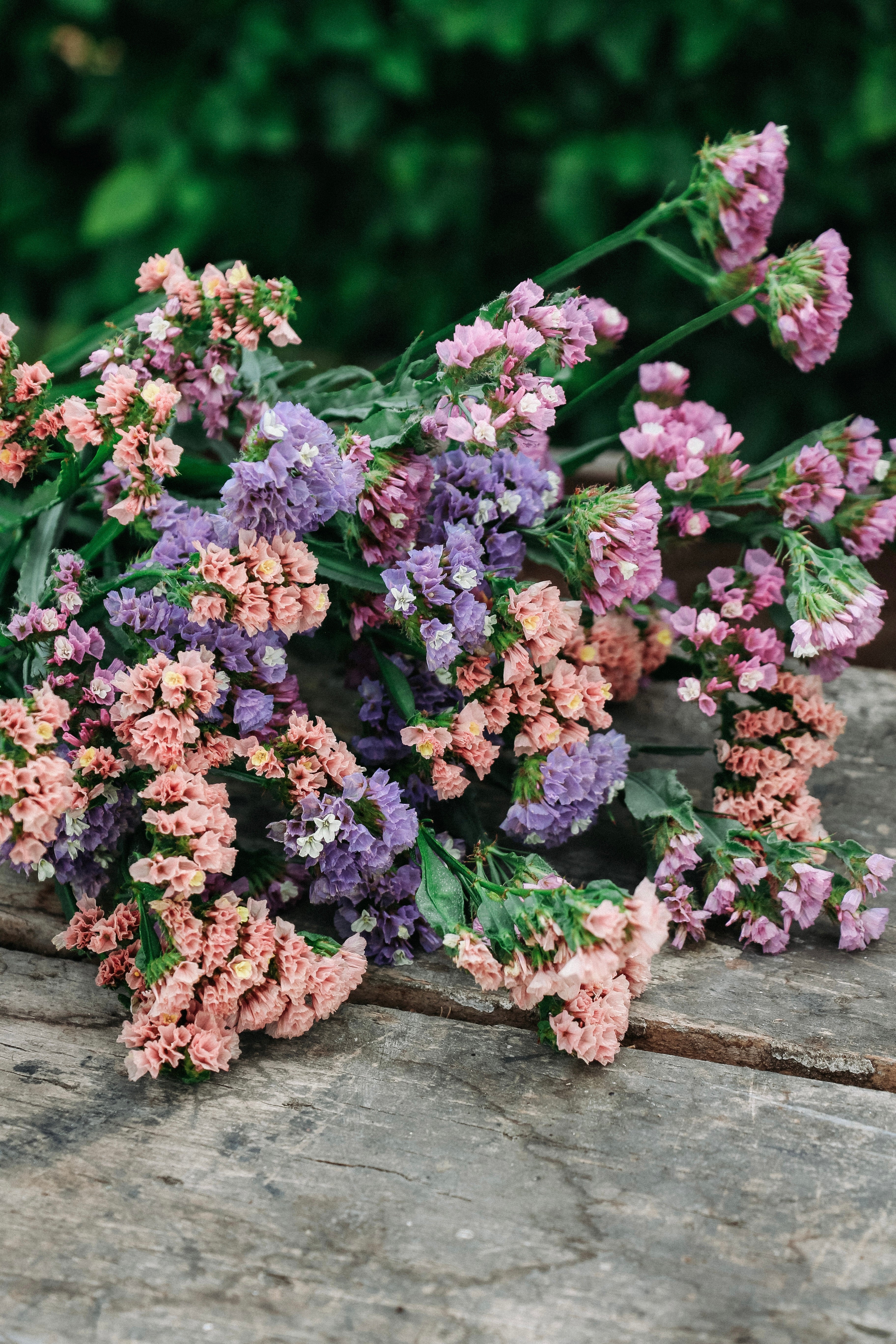 Limonium sinuatum &