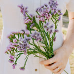 Limonium sinatum 'qis lavender'-Angelo