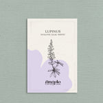 LUPINUS hartwegii 'Avalune Lilac-White'-Angelo