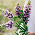 LUPINUS hartwegii 'Avalune Lilac-White'-Angelo