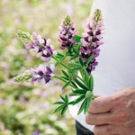 LUPINUS hartwegii 'Avalune Lilac-White'-Angelo