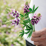 LUPINUS hartwegii 'Avalune Lilac-White'-Angelo