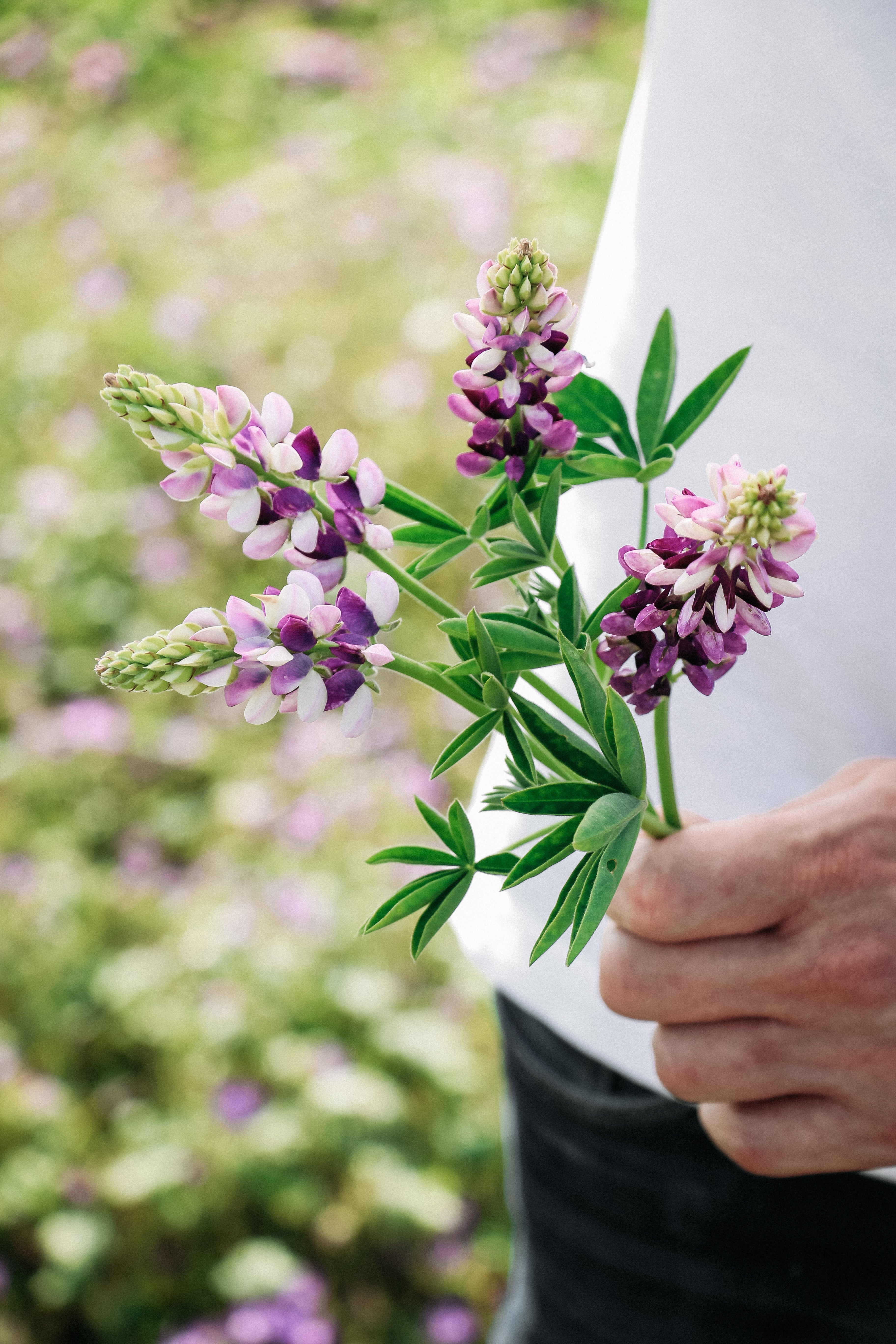 LUPINUS hartwegii 'Avalune Lilac-White'-Angelo