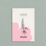 LUPINUS hartwegii 'Avalune Pink'-Angelo