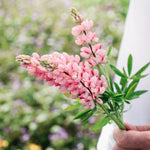 LUPINUS hartwegii 'Avalune Pink'-Angelo