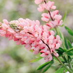 LUPINUS hartwegii 'Avalune Pink'-Angelo