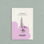 LUPINUS hartwegii 'Avalune Red-White'-Angelo