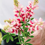LUPINUS hartwegii 'Avalune Red-White'-Angelo