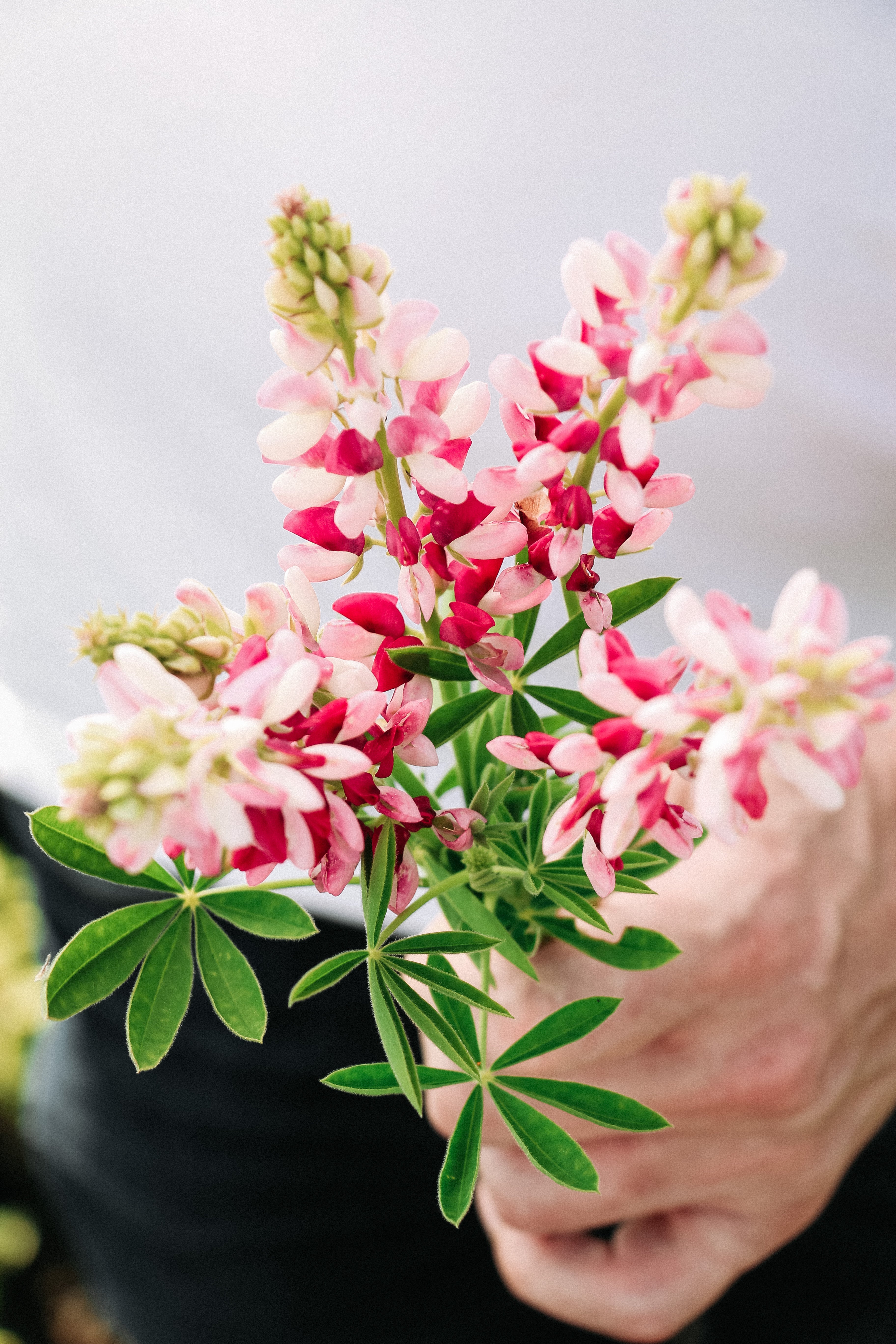 LUPINUS hartwegii &