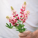 LUPINUS hartwegii 'Avalune Red-White'-Angelo