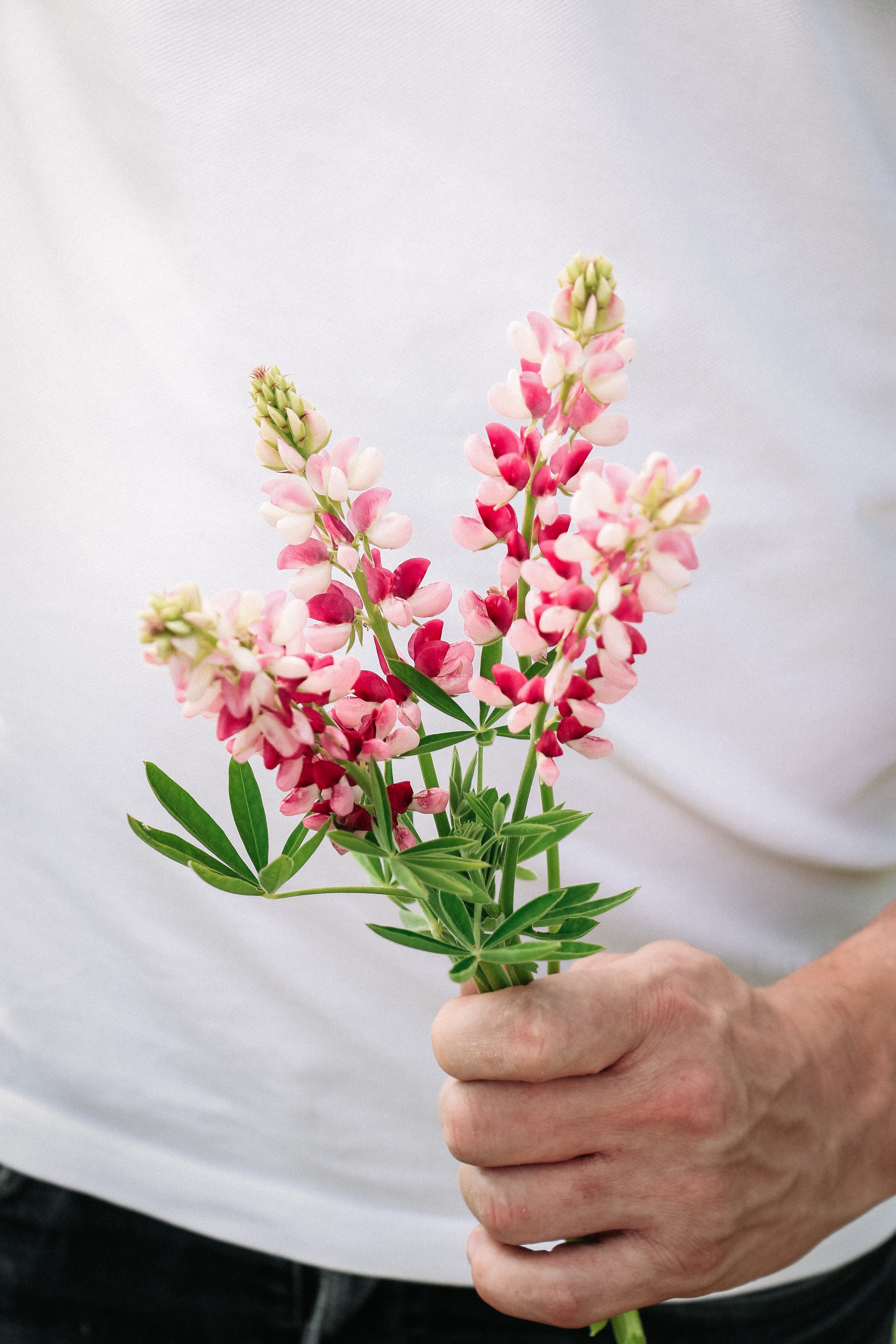 LUPINUS hartwegii &