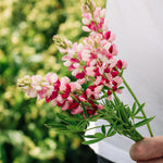 LUPINUS hartwegii 'Avalune Red-White'-Angelo