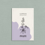 Lupinus mutabilis var. cruckshankii javelin 'lilac'-Angelo