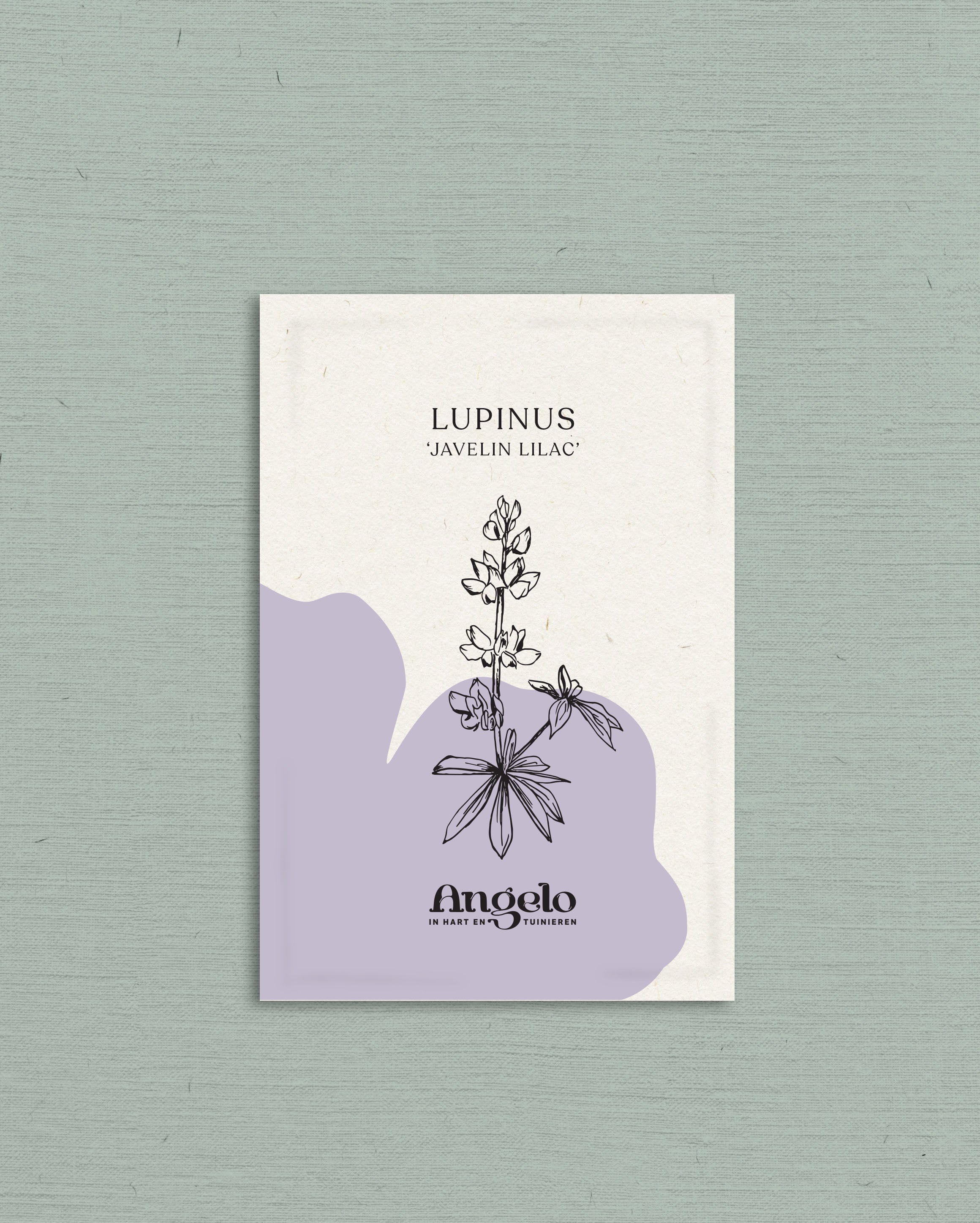 Lupinus mutabilis var. cruckshankii javelin 'lilac'-Angelo