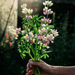 Lupinus mutabilis var. cruckshankii javelin 'lilac'-Angelo