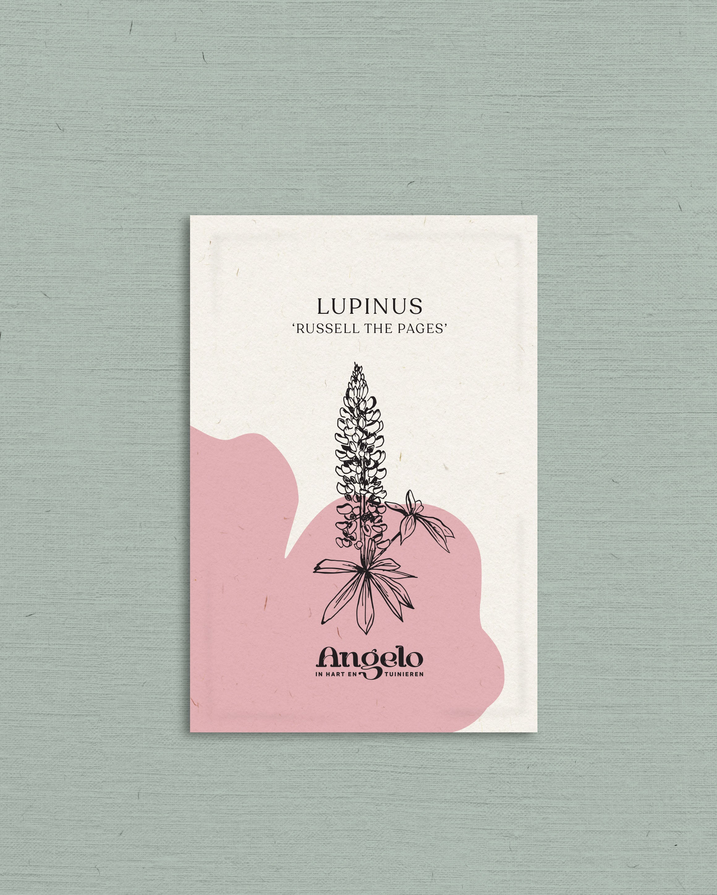 Lupinus polyphyllus 'Russell The Pages'-Angelo