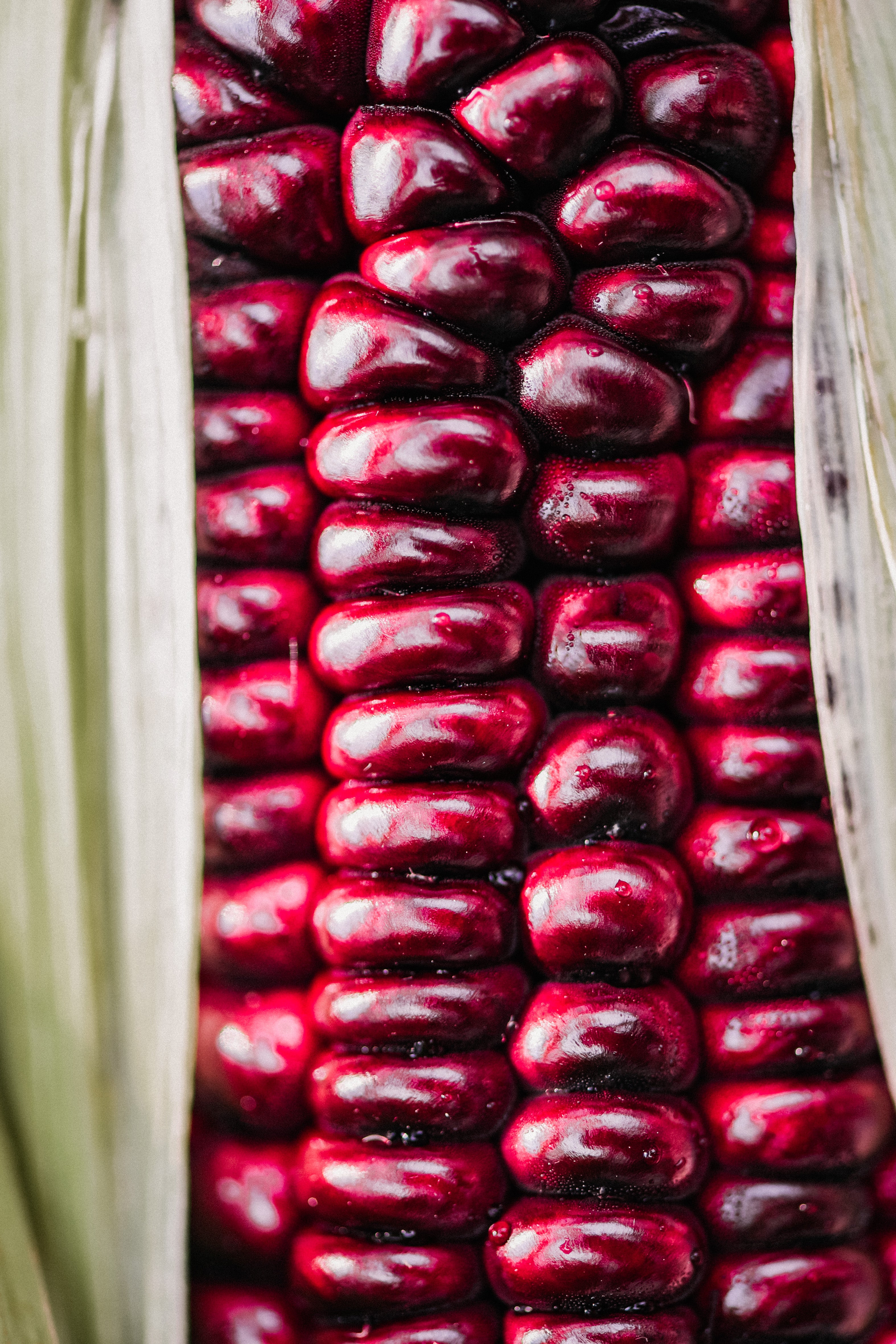 Maïs 'Little Miss Muffet'-Angelo