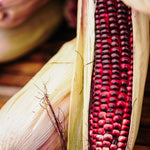 Maïs 'Little Miss Muffet'-Angelo