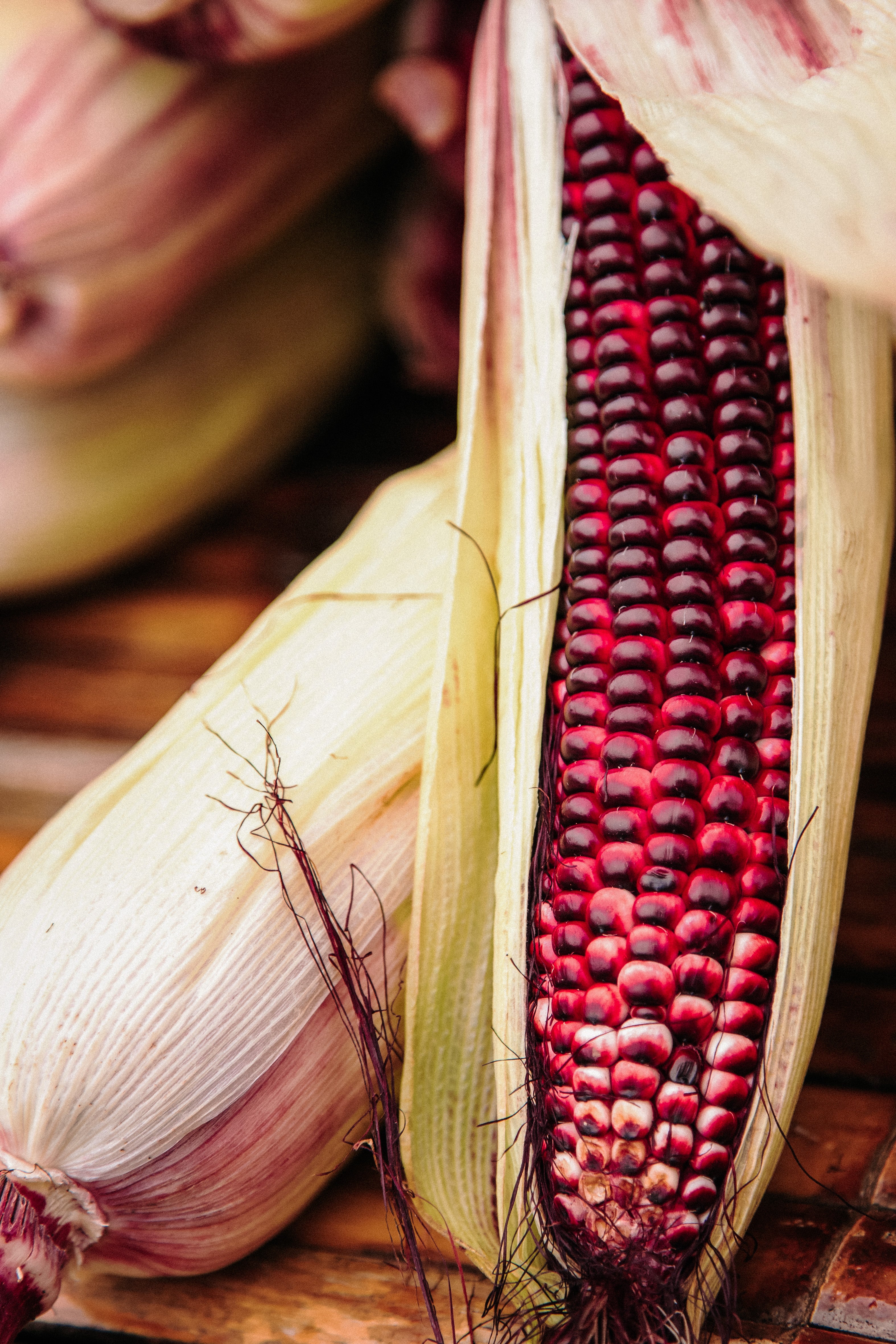 Maïs 'Little Miss Muffet'-Angelo