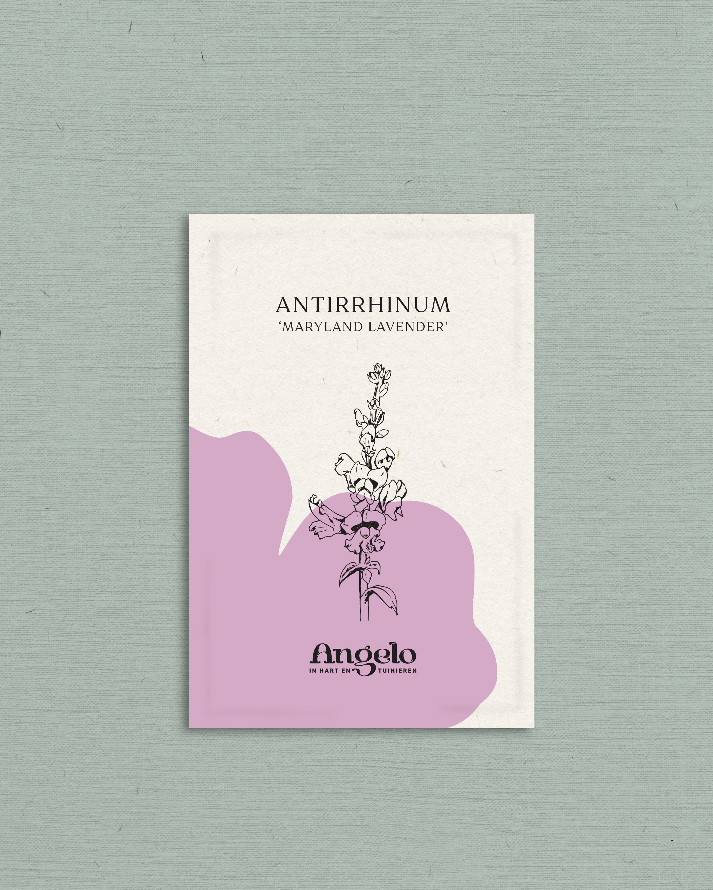 Antirrhinum majus &