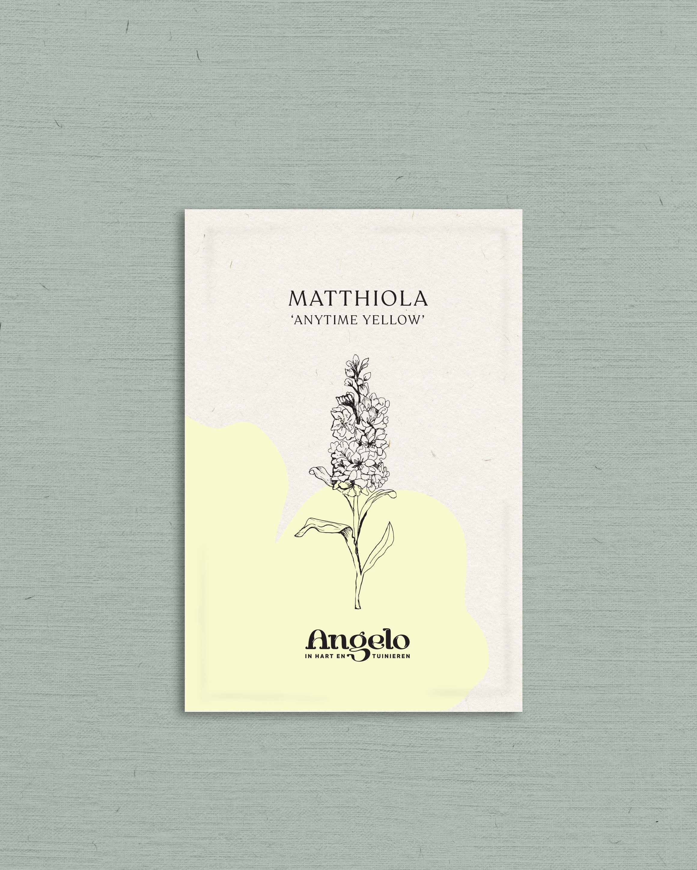 Matthiola incana &