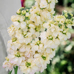Matthiola incana 'anytime yellow'-Angelo