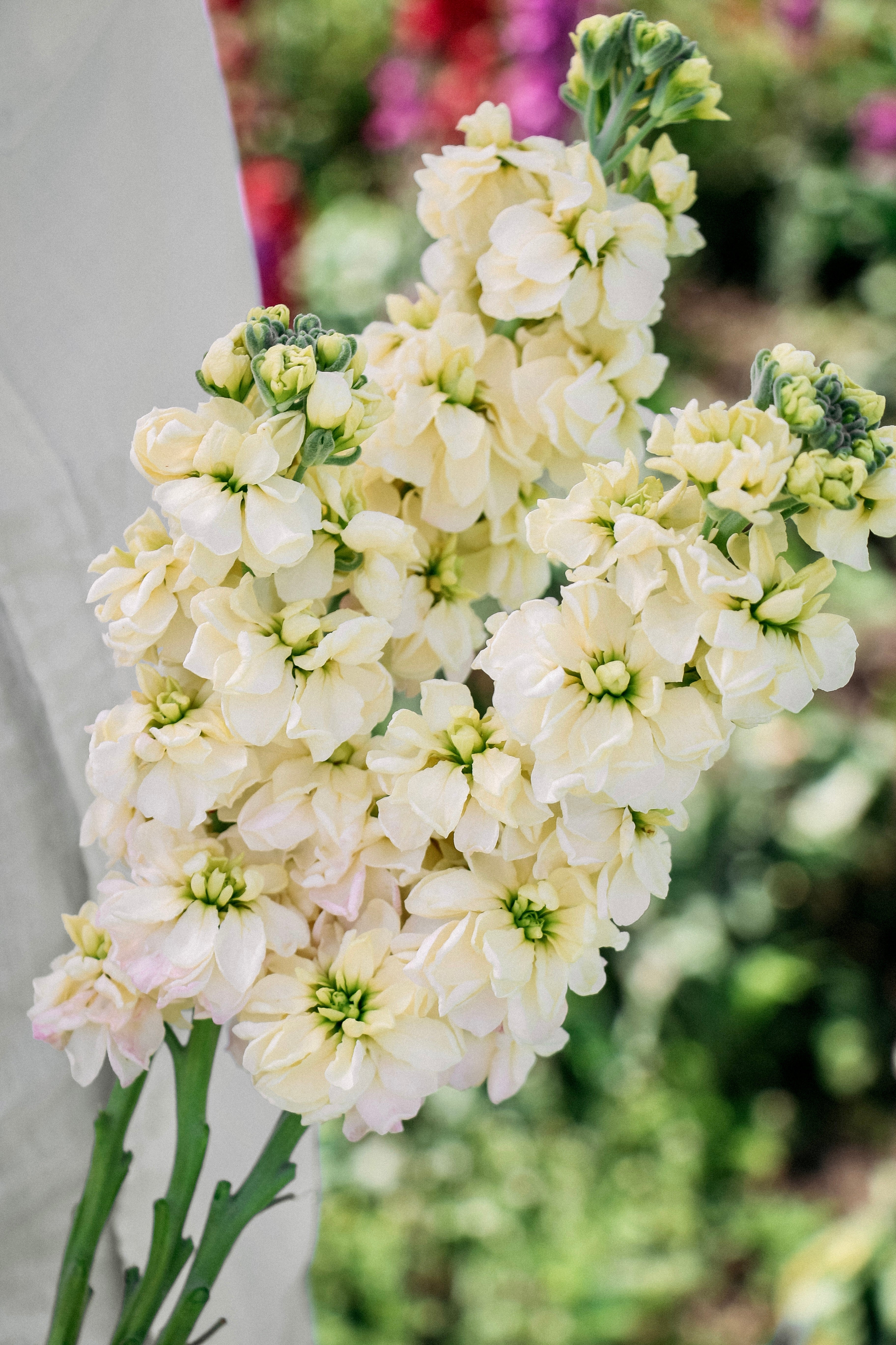 Matthiola incana 'anytime yellow'-Angelo