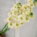 Matthiola incana 'anytime yellow'-Angelo