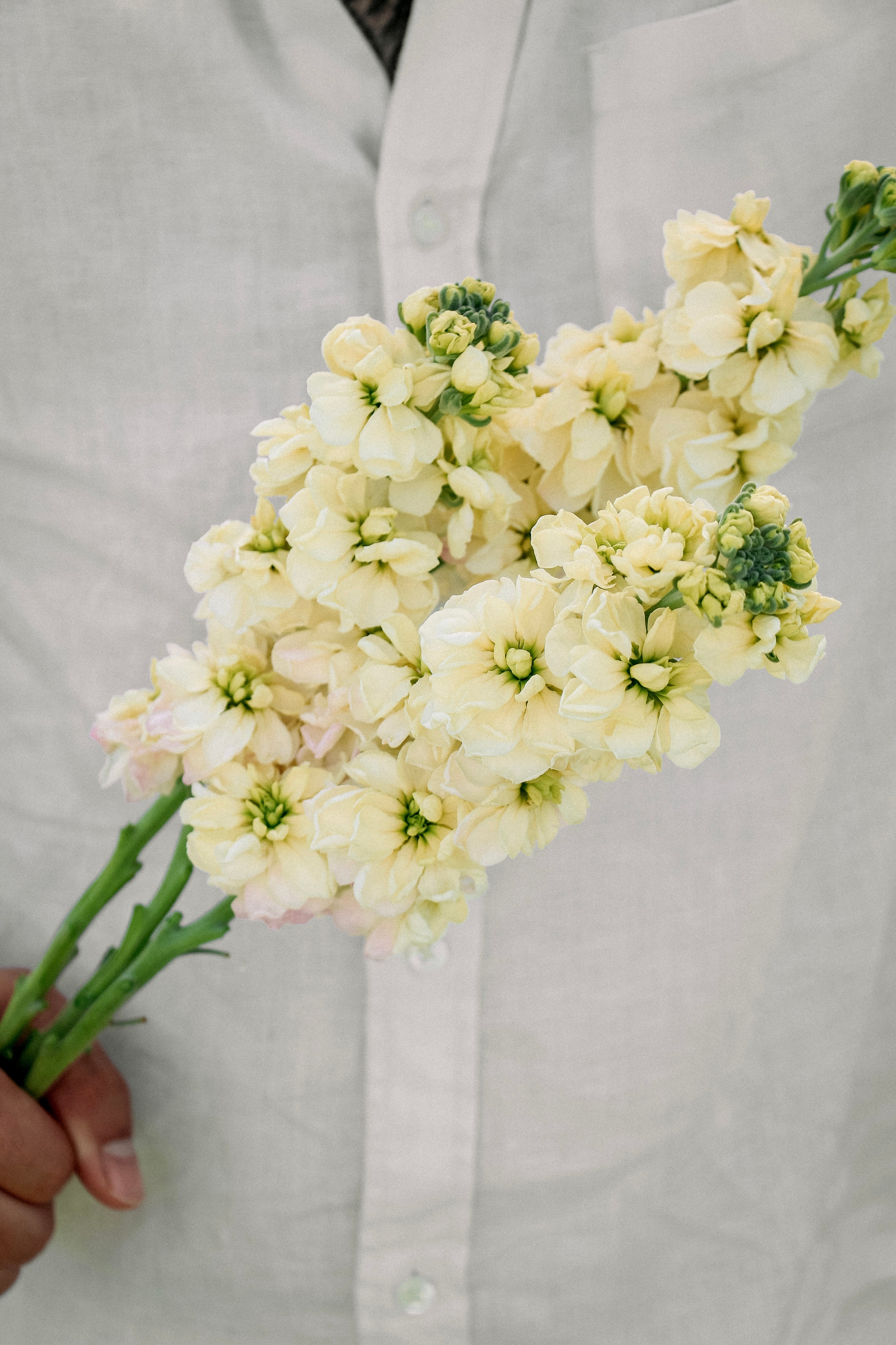 Matthiola incana 'anytime yellow'-Angelo