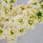 Matthiola incana 'anytime yellow'-Angelo