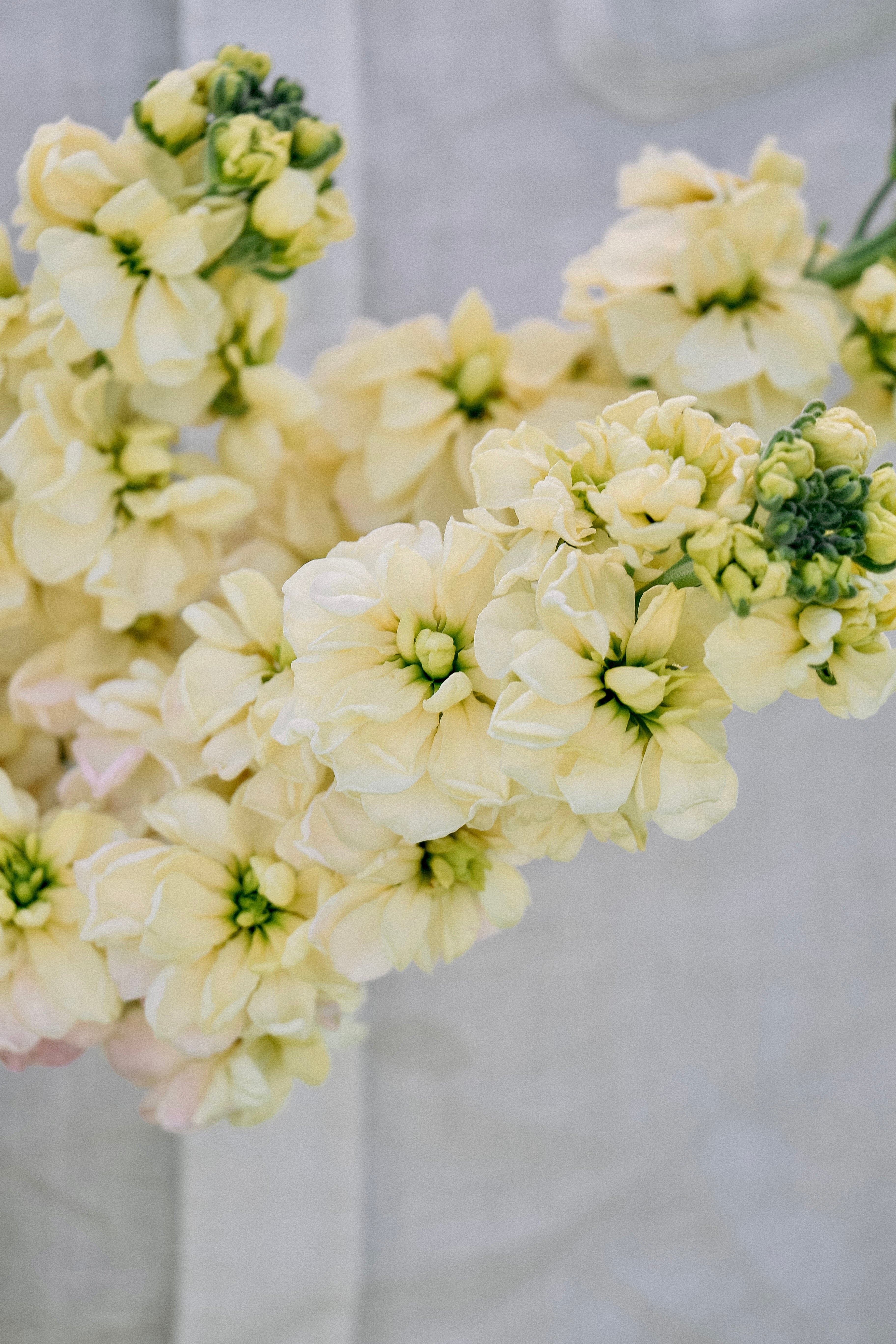 Matthiola incana 'anytime yellow'-Angelo
