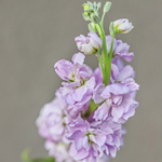 Matthiola incana 'early iron marine'-Angelo