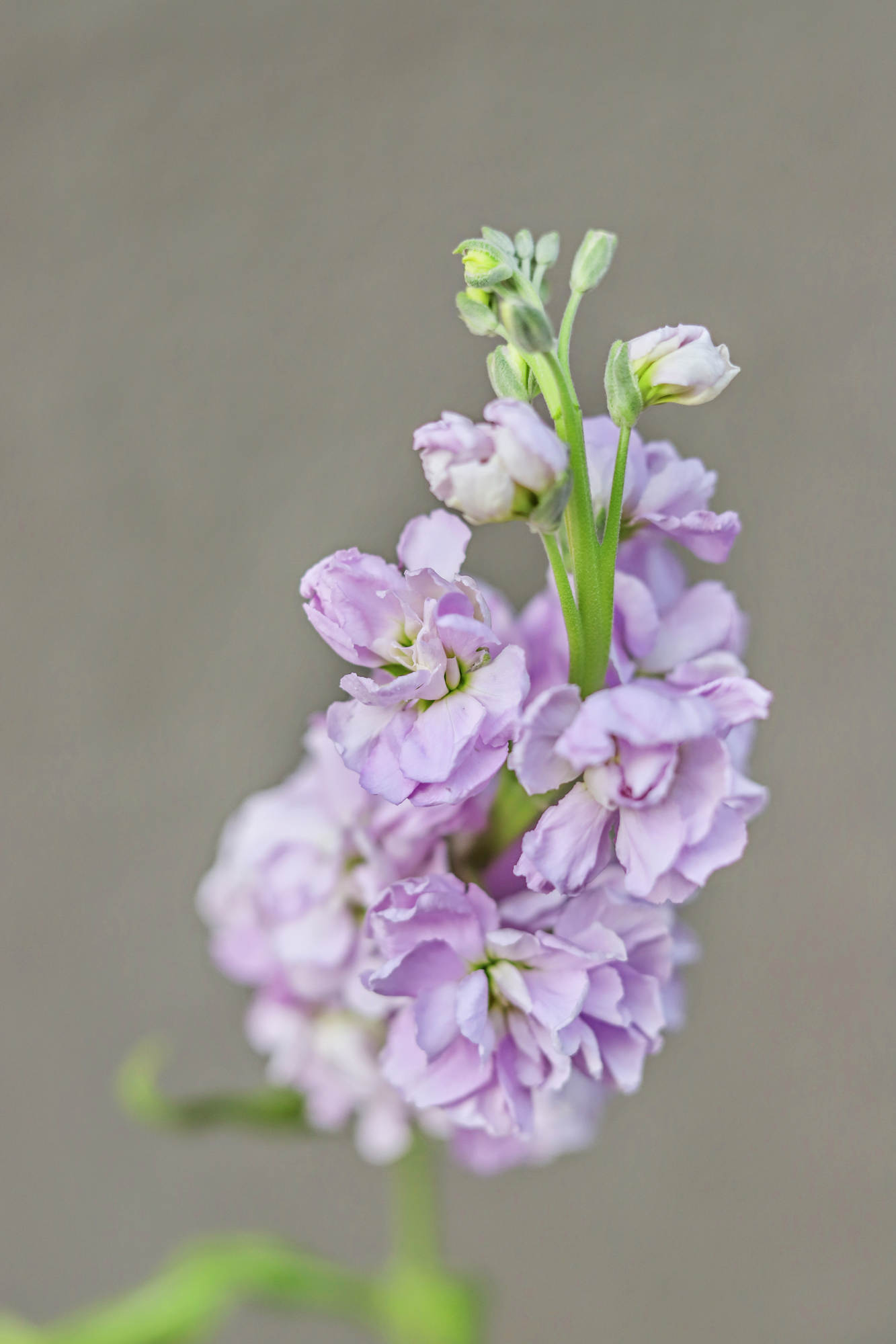 Matthiola incana 'early iron marine'-Angelo