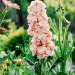 Matthiola iron 'apricot'-Angelo