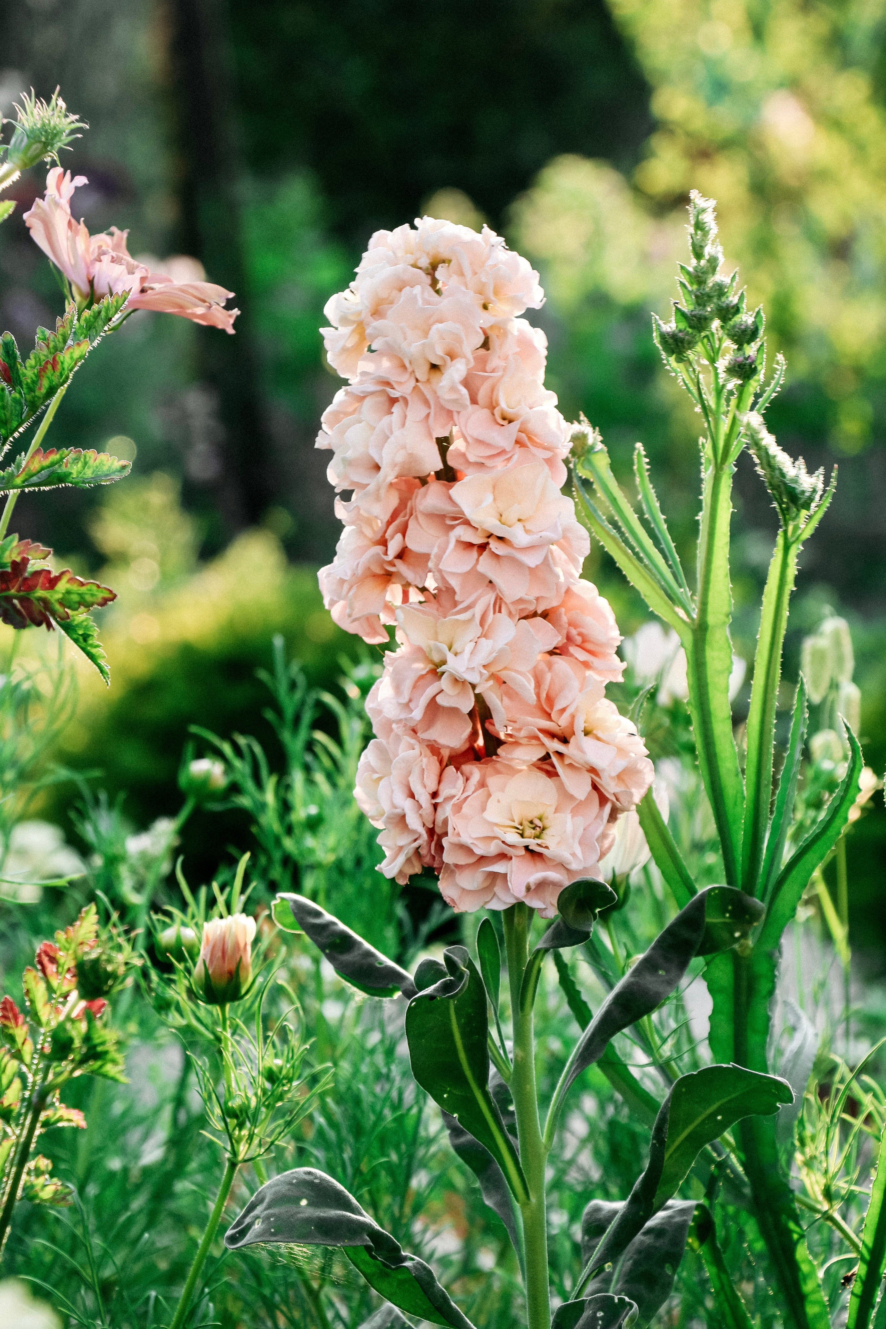 Matthiola iron 'apricot'-Angelo
