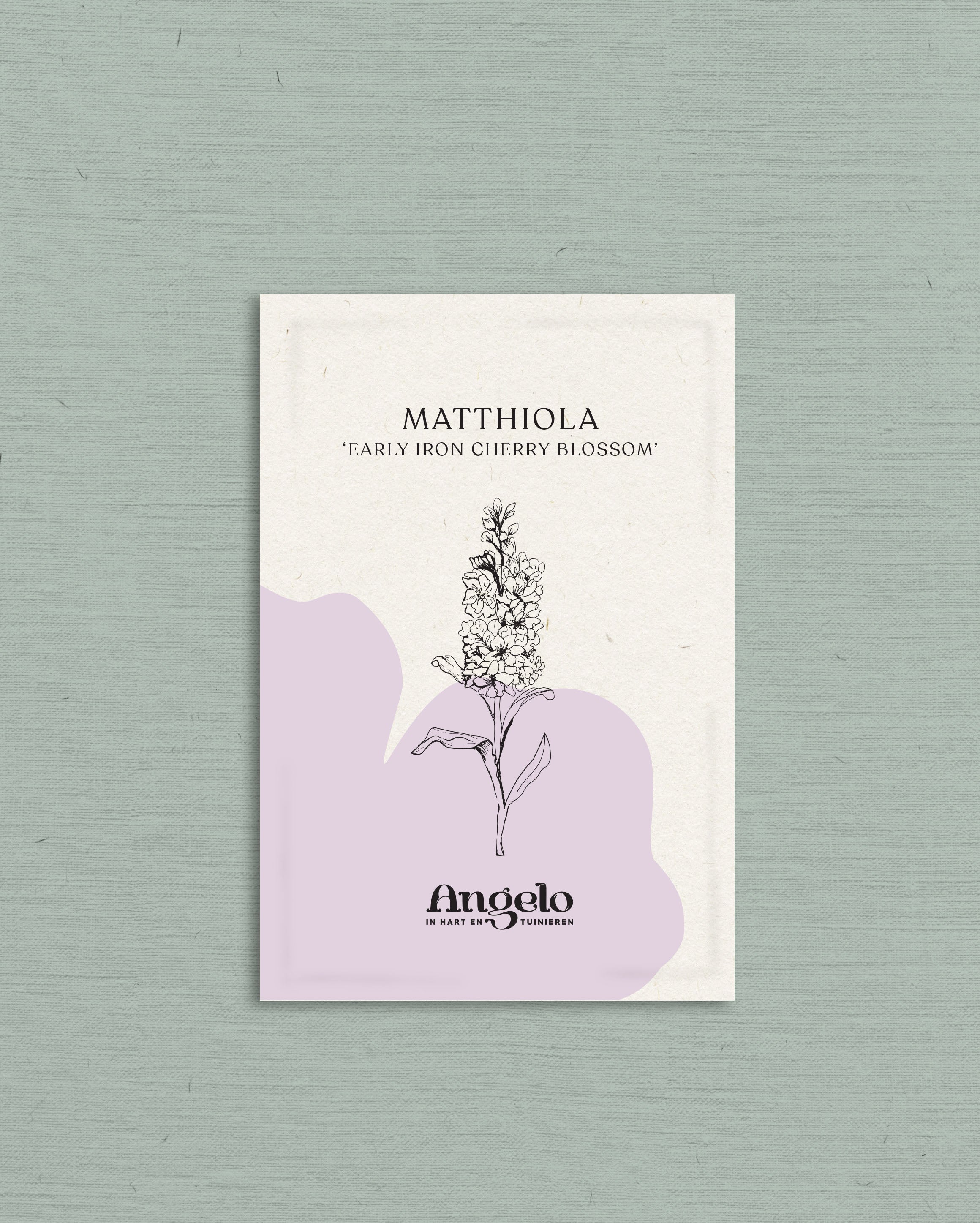 Matthiola incana &
