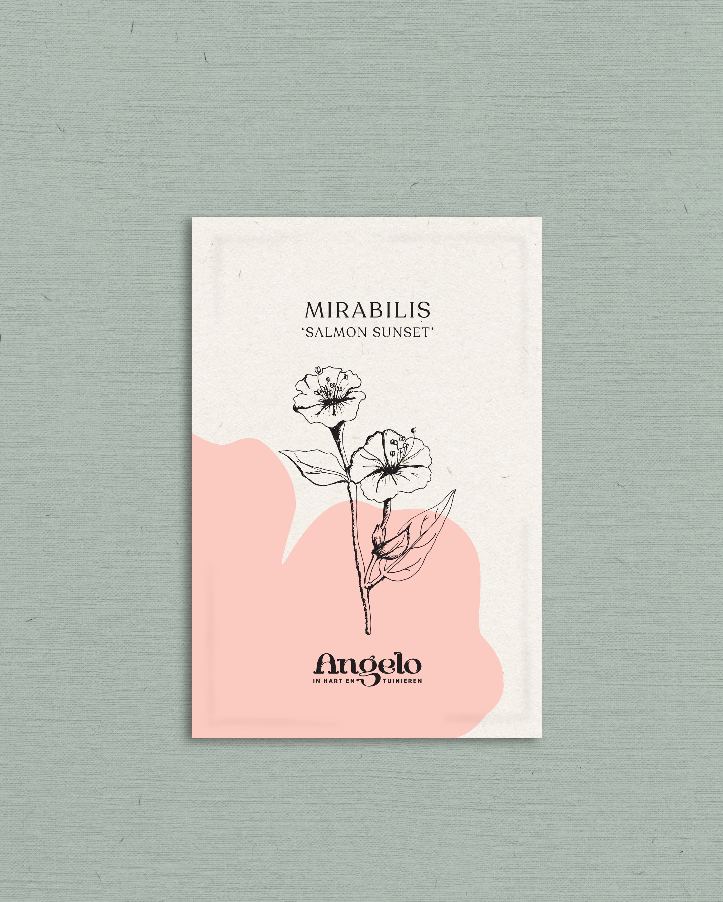 Mirabilis jalapa 'Salmon Sunset'-Angelo