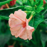 Mirabilis jalapa 'Salmon Sunset'-Angelo