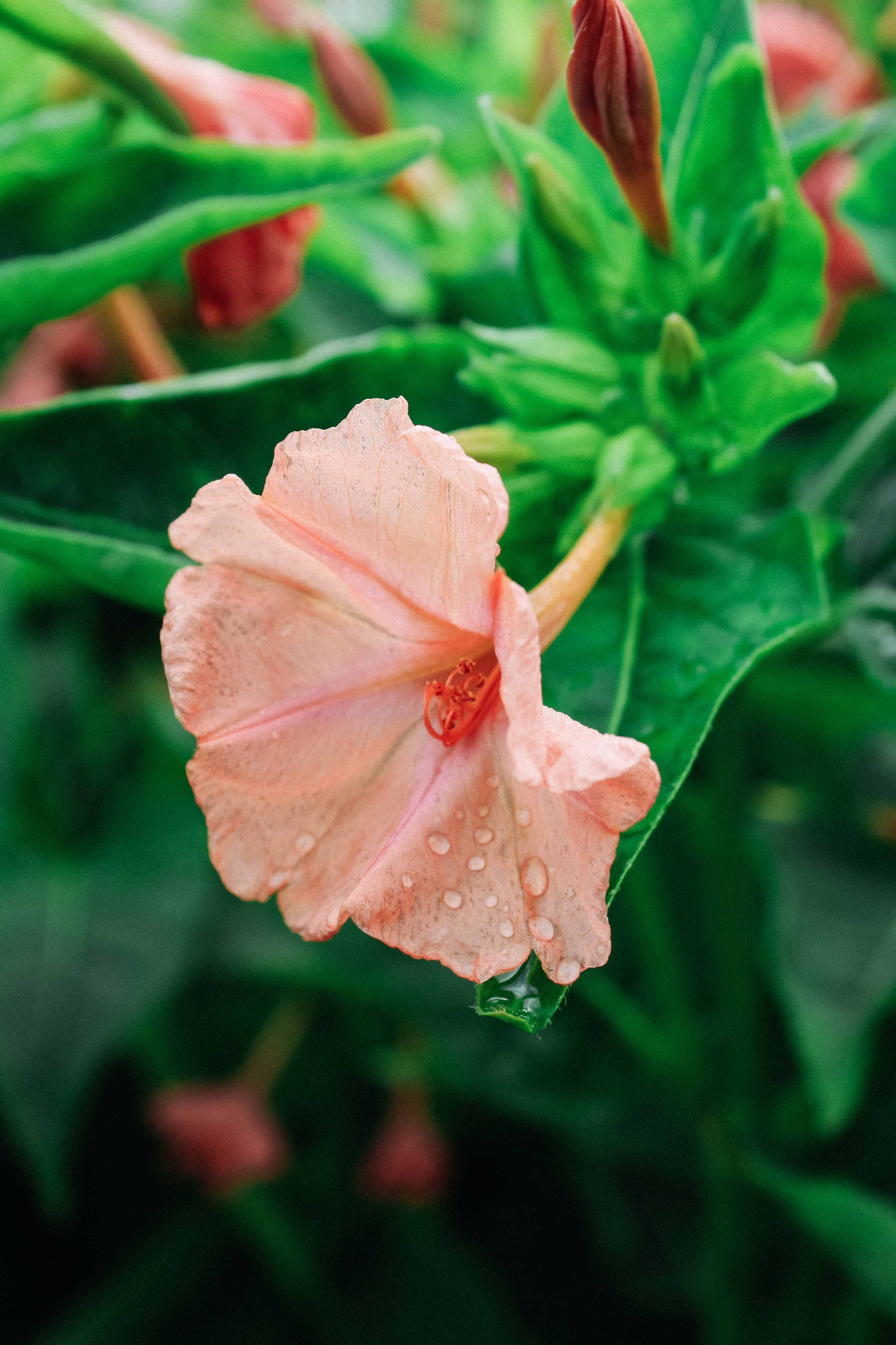 Mirabilis jalapa 'Salmon Sunset'-Angelo